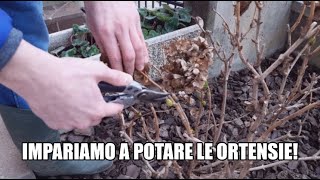 IMPARIAMO A POTARE LE ORTENSIE  Tutorial completo e spiegazione  WampA Gardens orto e giardino [upl. by Finn]