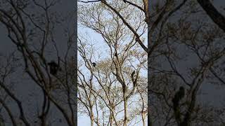 Family of Gibbons Hollongapar Gibbon Sanctuary [upl. by Salvidor]