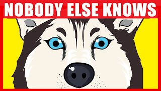 17 Secrets Your Dog Knows About You [upl. by Oriel747]