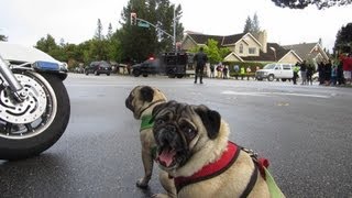 President Obamas motorcade Pug apparently unimpressed Watch for YAWN [upl. by Ellata]