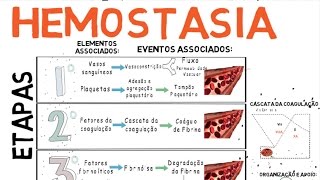 Hemostasia Coagulação do Sangue [upl. by Assilac213]