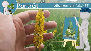 🖼️ Porträt 133  Kleiner Odermennig Agrimonia eupatoria  Steckbrief Essbar [upl. by Nayrda]