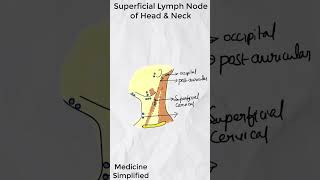 Superficial Lymph Nodes of Head and Neck  Lymph Nodes of Head and Neck medicine anatomy [upl. by Naylor]