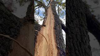 When Lightning Strikes your Treestand Tree lightning storm tree treestand deerstand shorts [upl. by Drahser554]