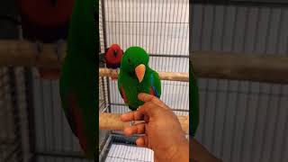 eclectus parrot wedding pair male and female birdswings [upl. by Ilatan]