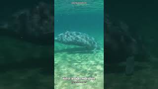 Swimming with West Indian Manatees manatee wildlife animals [upl. by Milman]