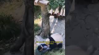 Panda Attacks Zookeeper But You Wont Believe How It Ends facts [upl. by Musihc22]