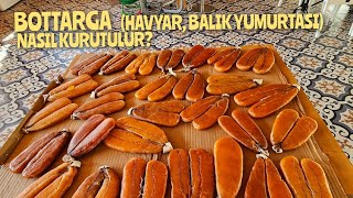 BOTTARGA HAVYARHAS TOPAN KEFAL YUMURTASI NASIL KURUTULUR [upl. by Severn]