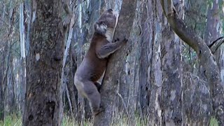 Koala Bear Roaring  Growling in the Wild Australian Wildlife Animals [upl. by Bernat322]