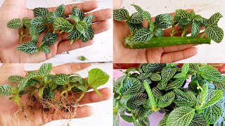 How to grow fittonia  Fittonia cuttings  Easiest Way To grow fittonia cuttings [upl. by Robenia767]