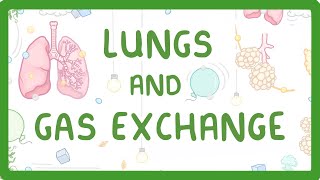 GCSE Biology  Gas Exchange and Lungs 26 [upl. by Alacim]