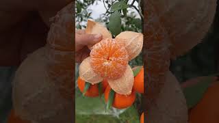 quotEpic Orange Cutting Skills That Will Blow Your Mindquot shorts viral trending fruit asmr [upl. by Nacul]