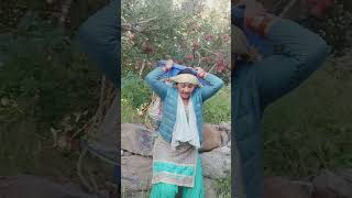 Sangla Valley मैं एप्पल सीजन जोरों शोरों से kinnaur himachalpradesh short song kinnauri [upl. by Alcock805]