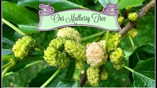 Our Old Mulberry Tree [upl. by Durkee]