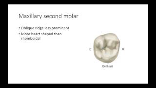 Dental Anatomy Permanent Molars [upl. by Vedetta]