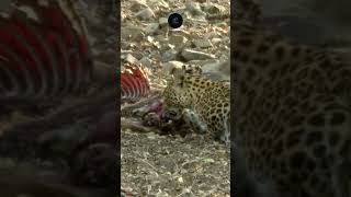 Leopard Feasts on Fresh Kill in Etosha  Nature’s Stealth in Action safarisightings leopard [upl. by Warwick]