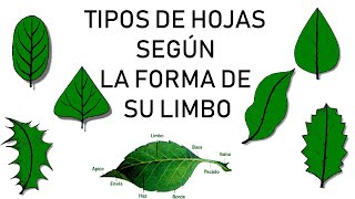 TIPOS DE HOJAS  Agrosam [upl. by Iz]