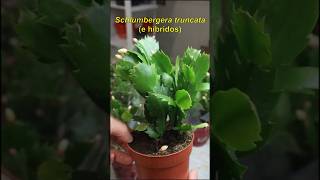 ¿Conoces al Cactus de Navidad o Schlumbergera truncata [upl. by Mallina905]