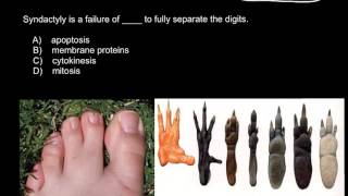 Syndactyly Apoptosis Cytokinesis Mitosis [upl. by Nehepts]