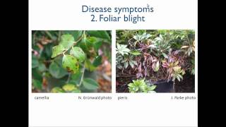 1 Introduction to Phytophthora [upl. by Yeldar]