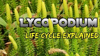 Lycopodium Life Cycle Easy Explanation Lycopodium Life Cycle Explaine BSC 1st Year Biology Botany [upl. by Luy601]