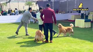 Dog show Golden Retriever and Labrador  Hyderabad APCK 2024 [upl. by Nohshan]