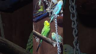 Colorful birds in the Aviary  Budgies  Happy Budgies Sounds  Birds shorts birds yt [upl. by Dranrev]