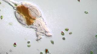 Rotifer  Philodina roseola [upl. by Lucine]