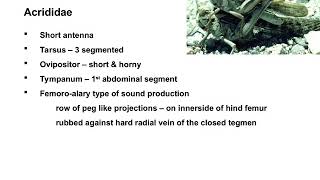 Orthoptera ppt [upl. by Marlie910]