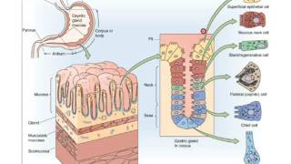 Physiologie de la DigestionSécrétion digestives partie 1 [upl. by Oivat]