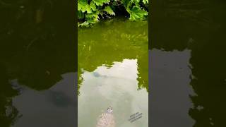 Feeding wild British river terrapins  turtles nature video  They love bread [upl. by Ylatfen43]