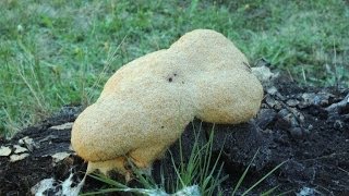 Slime mold time lapse Myxamoeba Giant amoeba engulfs rock Version1 [upl. by Jovita]