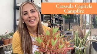 👩🏼‍🌾 Hablemos de Crassula Capitela Campfire [upl. by Yeliah]