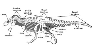 A Guide to Paleontological Terms [upl. by Ecneralc]