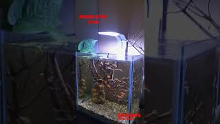 Nano Aquascape Setup aquscape cichlid backgroundmusic aquariumaquascape cichlidtank [upl. by Colpin]