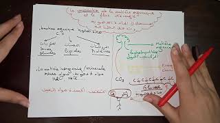 Unité 1 Svt consommation de la matière organique et flux d’énergie [upl. by Akimot]