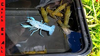 1 in MILLION BLUE LOBSTER CAUGHT in STORM DRAIN [upl. by Leifer]