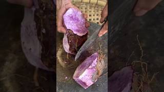 Purple yams yum foodie foodlover asmrsounds [upl. by Saxet]