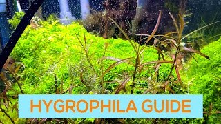 HYGROPHILA BLUE WILLOW ARAGUAIA  EASY AQUARIUM STEM PLANT GUIDE [upl. by Retsub]