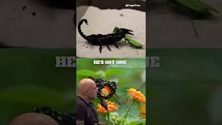 Praying Mantis VS Scorpion joerogan shorts [upl. by Nirat]