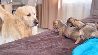 Golden Retriever Meets Puppies for the First Time [upl. by Muhcon]