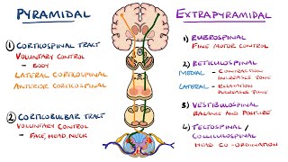 Extrapyramidal and Pyramidal Tracts  Descending Tracts of the Spinal Cord  Includes Lesions [upl. by Airamzul]