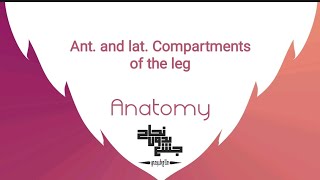 Ant and lat Compartments of the leg Anatomy 2 Lec 4 part 1 [upl. by Ordway]