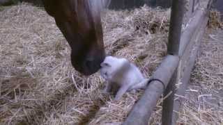 chat câlin avec un cheval [upl. by Sheryl]