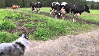 Shetland sheepdog Preston quotpaimentaaquot  quotherdingquot cattle [upl. by Innaig]