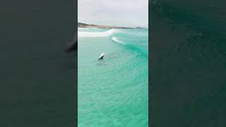 How do dolphins greet each other They wave [upl. by Saxena206]