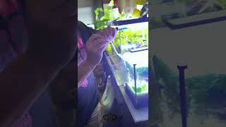 Easy drip acclimation for healthy shrimp care for your tank like a pro fishtank shrimp aquarium [upl. by Sahcnip669]