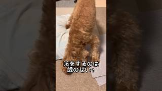 【病気？歳のせい？】咳をするトイプードル 犬 トイプードル ＃咳 病気 dog shorts [upl. by Llennol]