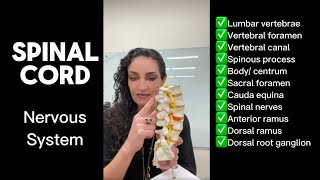 Spinal Cord  3D model Lumbar vertebrae amp Sacrum Dr Benaduce’s video [upl. by Ahtnamas]