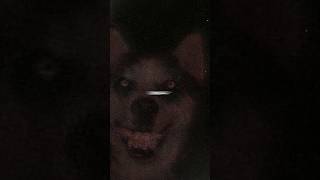 قصة smile dog الحقيقية 😨 [upl. by Akyeluz]